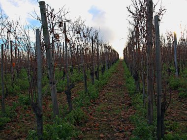 Güneşli günde düşen yaprakları ile Sonbahar bağ