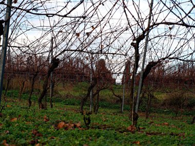 Güneşli günde düşen yaprakları ile Sonbahar bağ