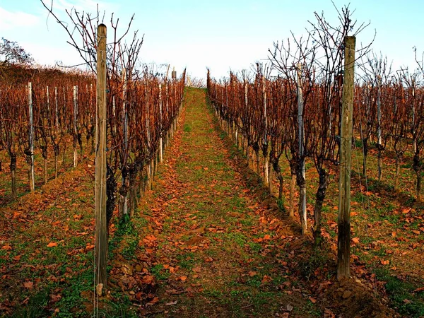 Höst vingård med fallna löv i den soliga dagen — Stockfoto