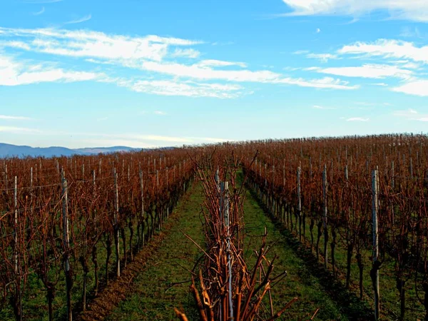 Höst vingård med fallna löv i den soliga dagen — Stockfoto