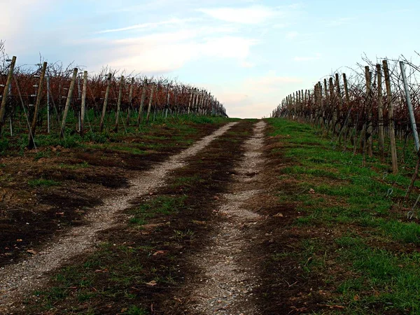 Den enkla vägen mellan vingårdar mot bakgrund av den blå himlen — Stockfoto