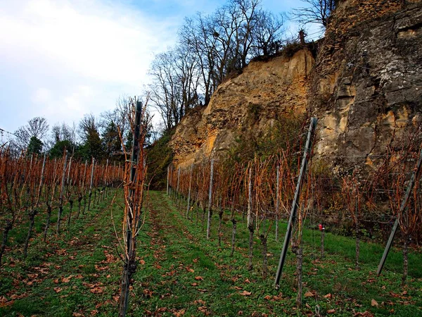 Виноградники возле низкого холма в солнечный день — стоковое фото