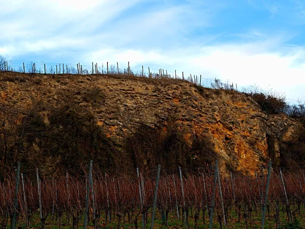 Winnice w pobliżu niskiego wzgórza w słoneczny dzień — Zdjęcie stockowe