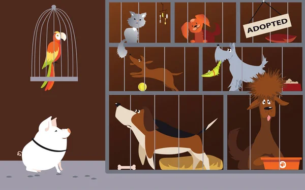Tierheim Innenraum Mit Haustieren Die Auf Adoption Warten Folge Vektorillustration — Stockvektor