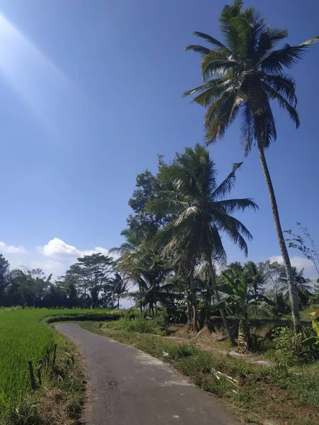 Route asphaltée vide ciel bleu cocotier — Photo