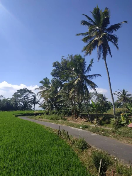 Aspal kosong jalan biru pohon kelapa langit — Stok Foto