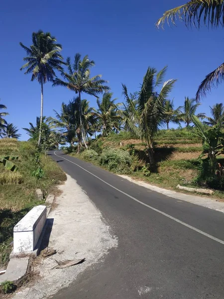 Asfalto vazio estrada azul céu coqueiro — Fotografia de Stock