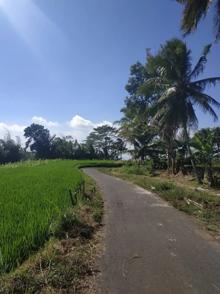 Aspal kosong jalan biru pohon kelapa langit — Stok Foto