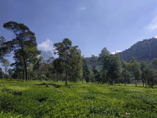 美丽的自然景观 白天 户外 自然 背景 蓝天 — 图库照片