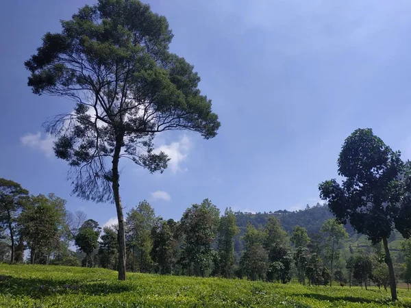 Beautiful natural landscape daytime outdoor nature background blue sky - tea plantation at tambi wonosobo indonesia — Stock Photo, Image