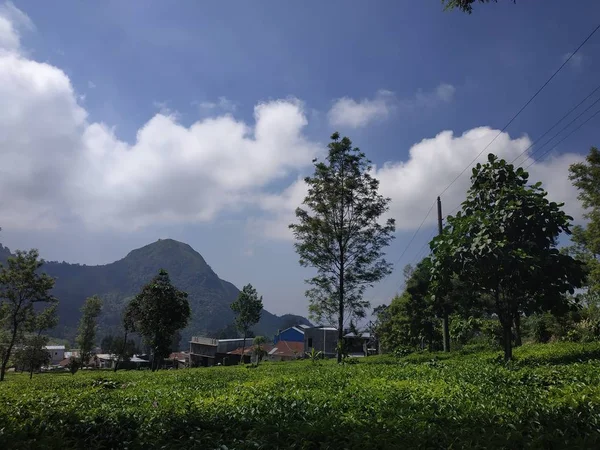 Basen na zewnątrz natura naturalny niebieski niebo pejzaż piękny Plantacja tło w Tambi Wonosobo Indonesia — Zdjęcie stockowe