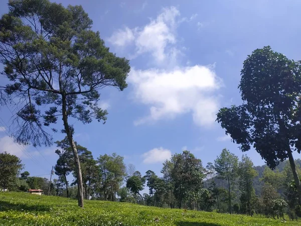 Plantación de té Hermoso paisaje natural durante el día naturaleza al aire libre fondo cielo azul —  Fotos de Stock