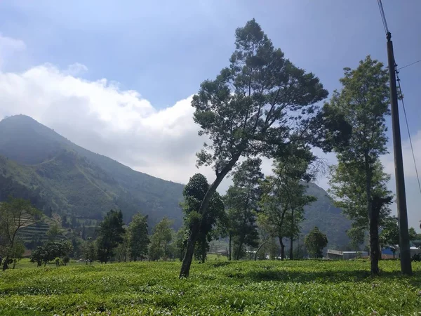 Plantacja herbata natura naturalny niebo pejzaż piękny na zewnątrz tło w Tambi Wonosobo Prowincja Jawa Centralna Indonezji — Zdjęcie stockowe