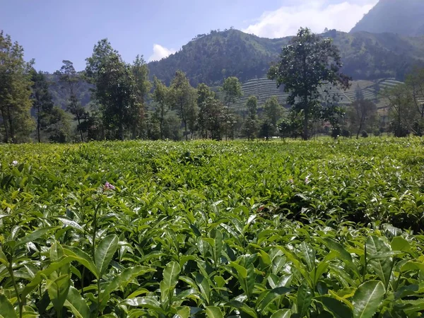 Góra krajobrazowy krajobraz natura niebieski niebo-herbata Plantacja tło — Zdjęcie stockowe