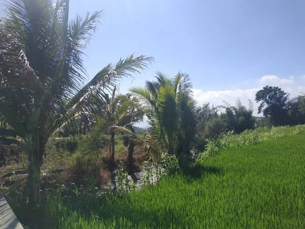 Cocotier - rizière - fond bleu ciel avec nuages — Photo