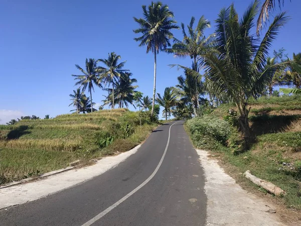 Aspal kosong latar belakang jalan biru langit pohon kelapa — Stok Foto