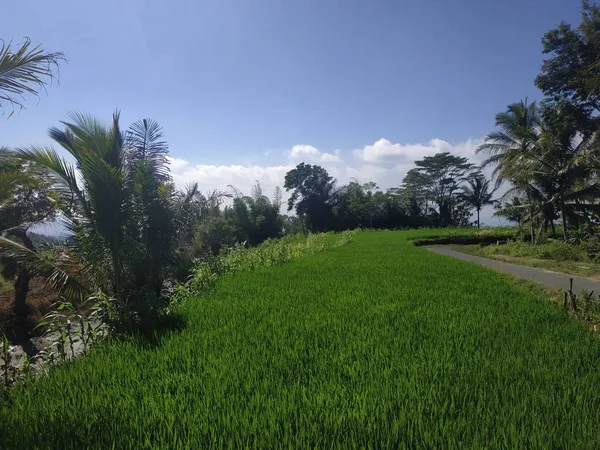 Cocotero - campo de arroz Fondo cielo azul con nubes —  Fotos de Stock