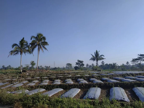 Frumos natura dimineață vedere nucă de cocos copac albastru cer — Fotografie, imagine de stoc