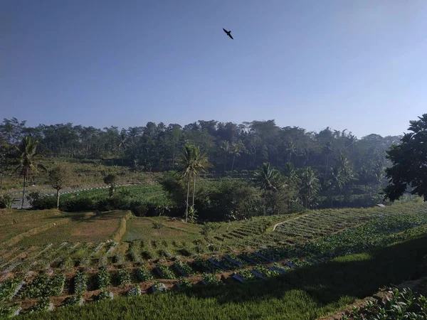 Hermosa vista de la mañana naturaleza - cielo azul —  Fotos de Stock