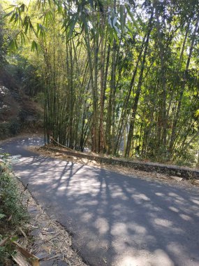 güzel doğa sabah görünümü bambu alan