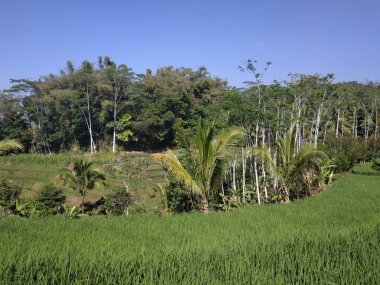 güzel doğa sabah görünümü mavi gökyüzü-Paddy alan Endonezya