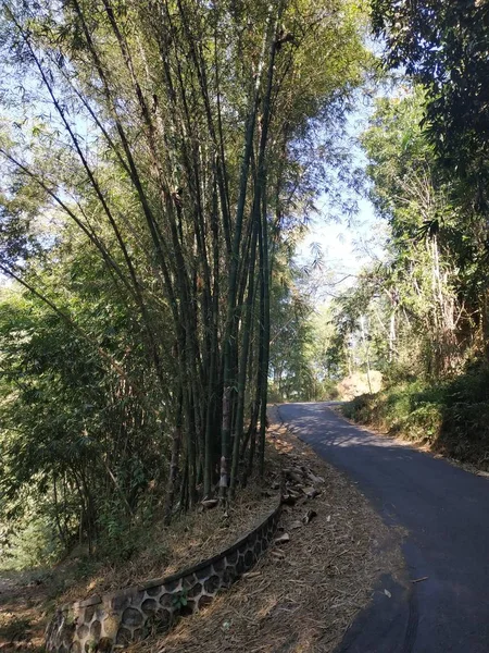 Bela natureza vista da manhã - Bela paisagem natural no verão - árvore de bambu estrada vazia país — Fotografia de Stock