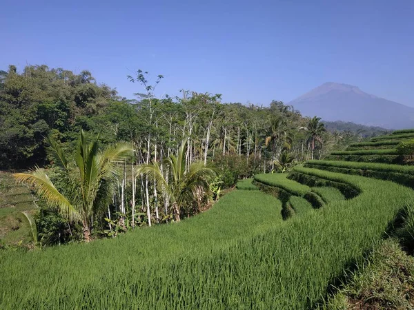 Bella natura mattina vista cielo azzurro- Paddy campo indonesia — Foto Stock