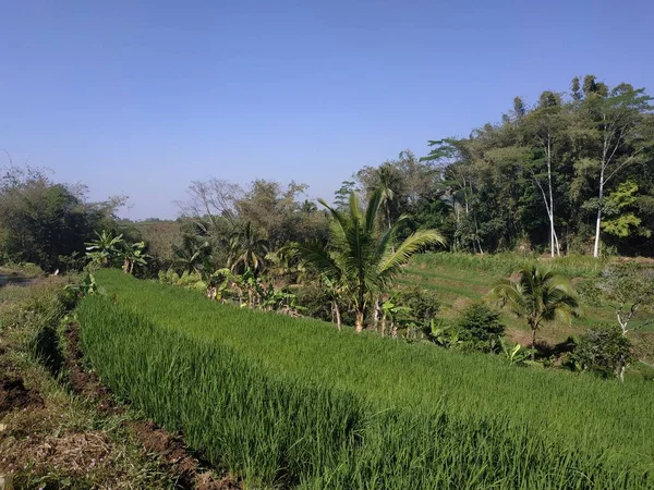 Hermosa naturaleza mañana vista cielo azul - Campo de arroz indonesia —  Fotos de Stock