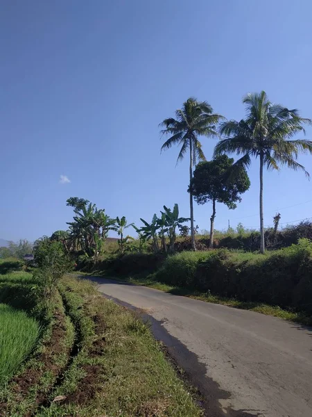 Bela natureza manhã vista coqueiro céu azul — Fotografia de Stock