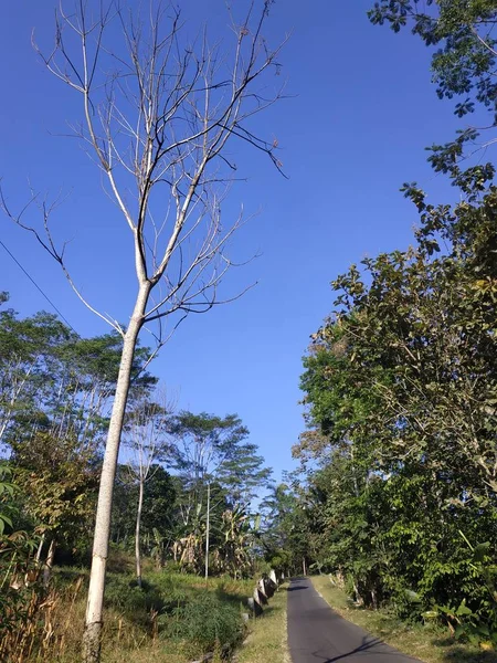 görünüm güzel doğa gökyüzü mavi sabah