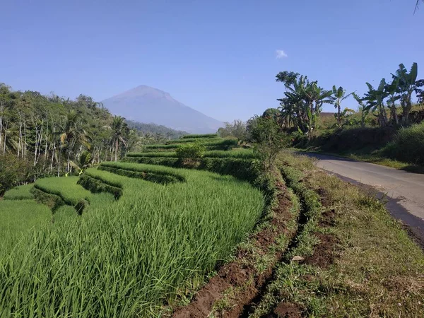 Hermosa naturaleza mañana vista cielo azul fondo montaña - Campo de arroz indonesia — Foto de Stock