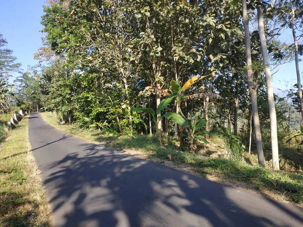 güzel doğa sabah görünümü-kırsal yolu Ile ağaçlar yanında Concept