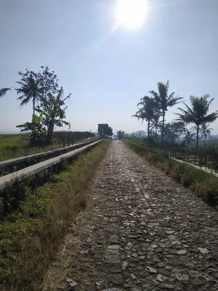 Hermosa vista de la mañana naturaleza - Camino del campo con árboles al lado del concepto —  Fotos de Stock