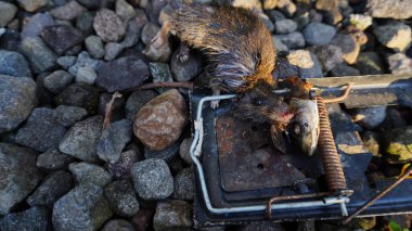 Fare, Fare Kapanı Tuzağında Tuzağa Düştü, Böcek Kontrol Farkındalığı
