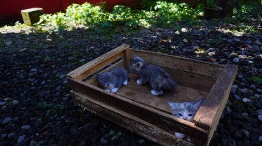 Tahta kutuda üç kedi yavrusu