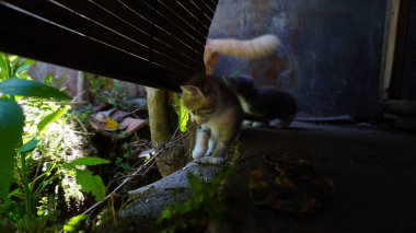 Sevimli Kedi Işığın Altında Aşağı Bakıyor