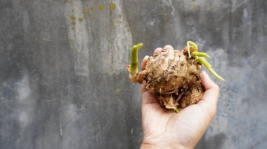 Metnin için fotokopi alanı olan beyaz beton arka planda genç bir bitkiyi tutan kadın.