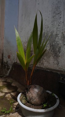 Yerde yeşil ve sarı bir bitkinin yakın plan çekimi.