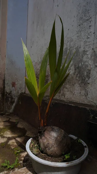 Yerde yeşil ve sarı bir bitkinin yakın plan çekimi.