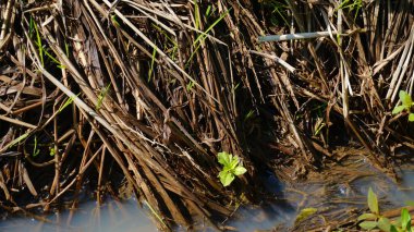 Nilüferler gölette
