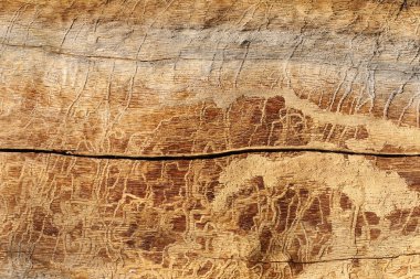 Doğal arka plan. Böcekler ve atmosferik olayların doğal koşullarda etkilenen çam ahşap.