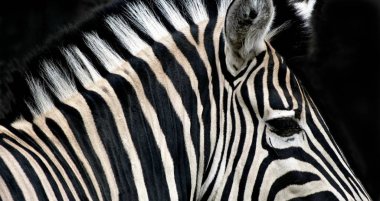 Afrika'nın doğa. Zebra geometri.