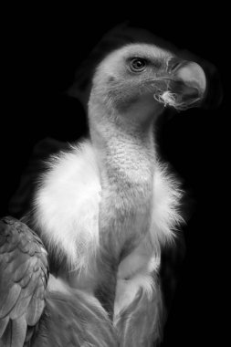 Akbaba yakın çekim fotoğraf siyah arka plan üzerine.