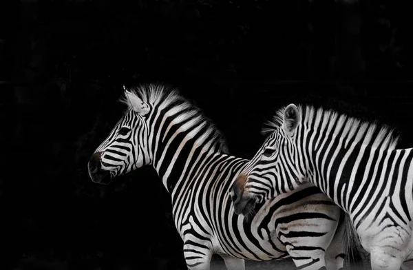 Africa\'s nature. Zebra geometry.