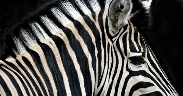 Afrika'nın doğa. Zebra geometri.