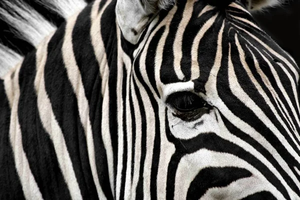 Afrika Nın Doğa Zebra Geometri — Stok fotoğraf