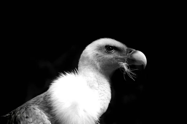 Vulture Close Photo Black Background — Stock Photo, Image