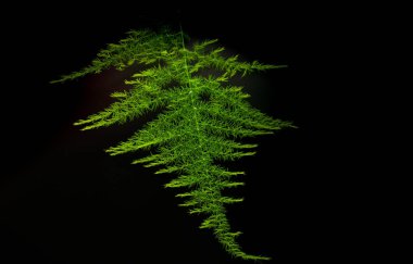 Bir koyu arka plan yakın çekim yaprak ve çiçek bitki.