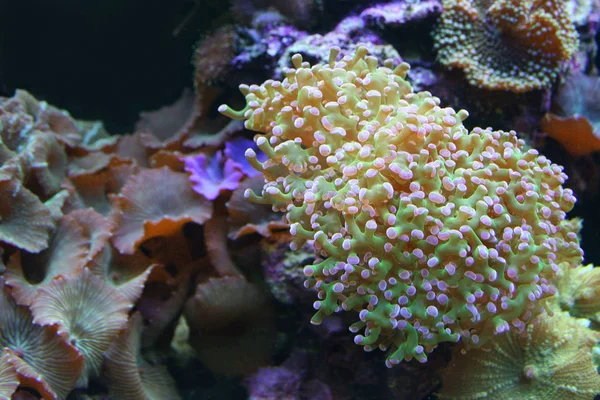 Peixes Tropicais Medusas Corais Habitantes Dos Recifes Coral — Fotografia de Stock