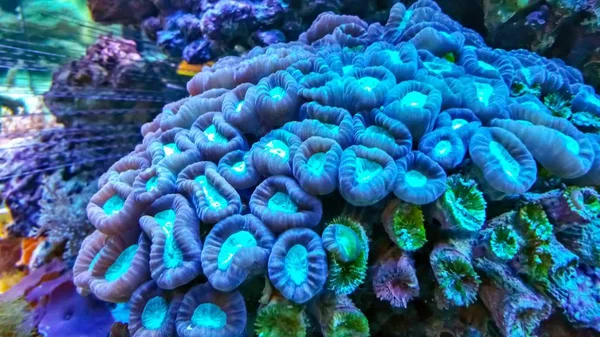 Τροπικά Ψάρια Μέδουσες Και Κοράλλια Κατοίκους Των Κοραλλιογενών Υφάλων — Φωτογραφία Αρχείου